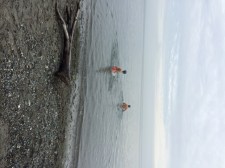 2013 polar bear swim